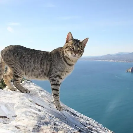 Cuellar 1 - Plusholidays Lejlighed Calpe