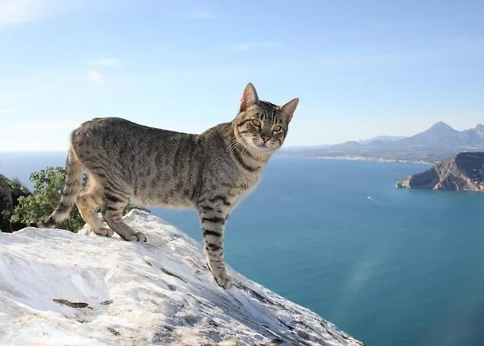 Cuellar 1 - Plusholidays Lejlighed Calpe